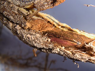 Melobasis propinqua verna, PL4544, non-emerged adult, in Eutaxia diffusa (PJL 3401) root, MU, photo by A.M.P. Stolarski, 13.0 × 4.3 mm